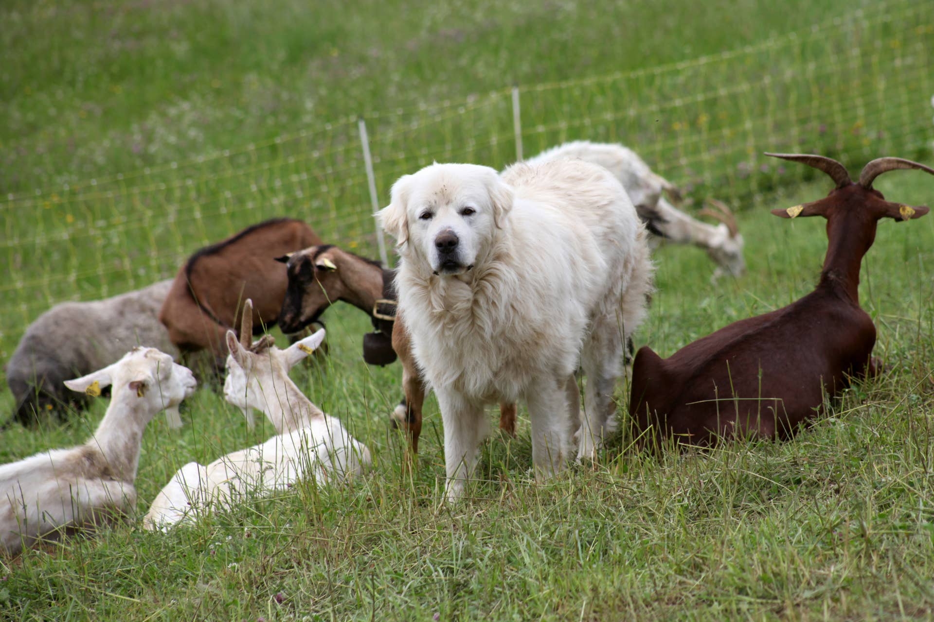 Great Pyrenees and His Billy Goat Bestie Are Proof Barnyard Chaos Is ...