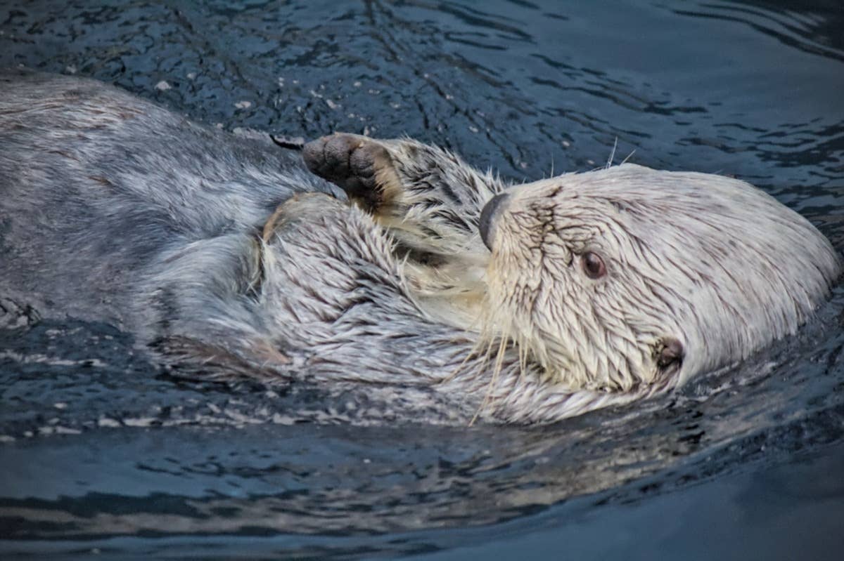 mom-s-excitement-over-baby-otter-floating-by-himself-is-too-cute-for