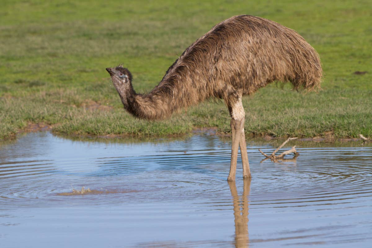 Baby Horse Trying to Befriend an Emu Doesn’t Go as Planned - PetHelpful