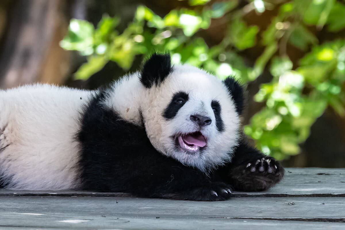 Jolly Panda’s ‘Good Morning’ Run Is Total Cuteness Overload - PetHelpful