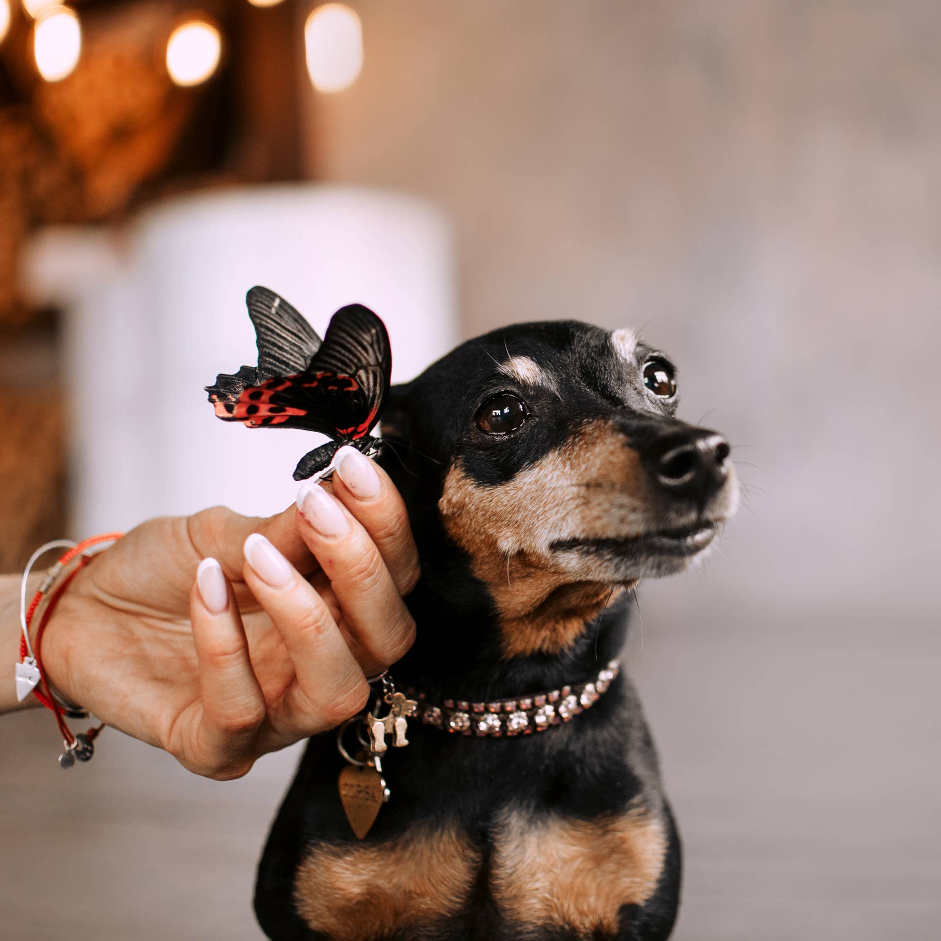 Springlan Collar Springland's Silicone Charms Are Changing How Dog Collars Look - PetHelpful