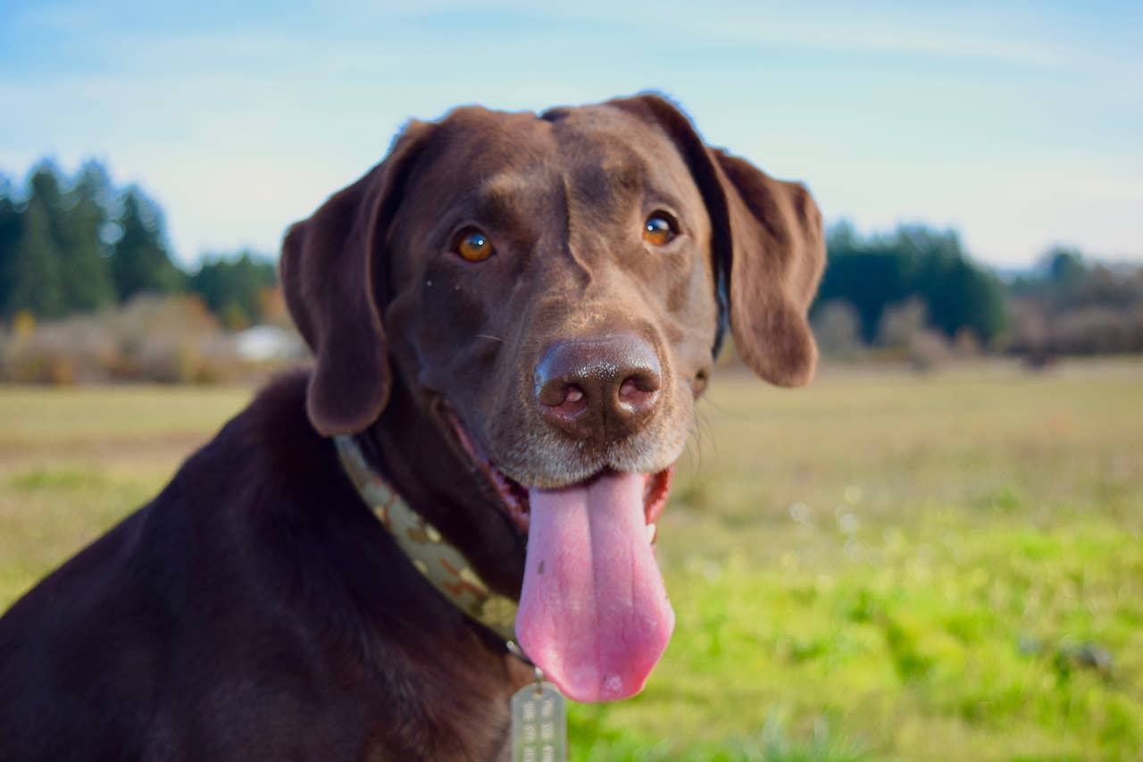 220+ Dog Names for Chocolate Labrador Retrievers - PetHelpful