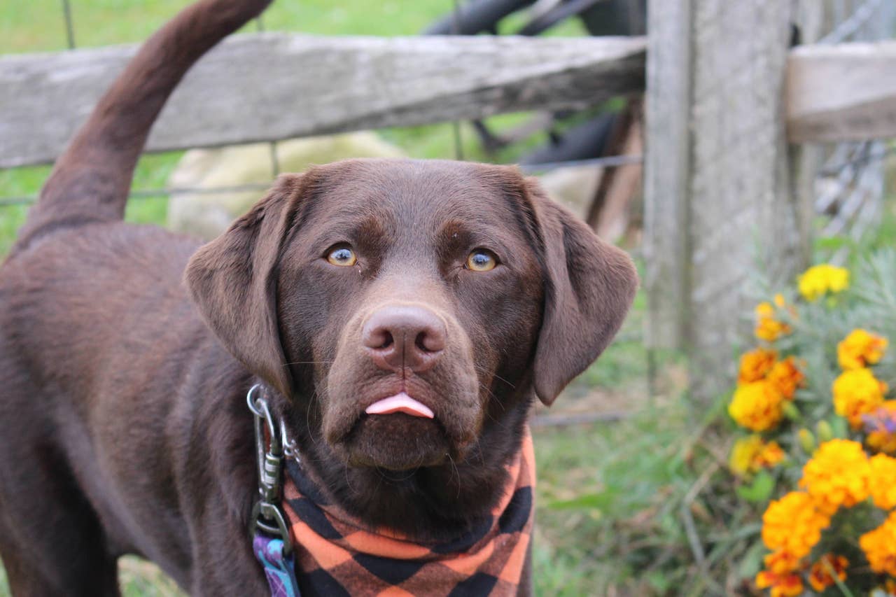 220+ Dog Names for Chocolate Labrador Retrievers - PetHelpful