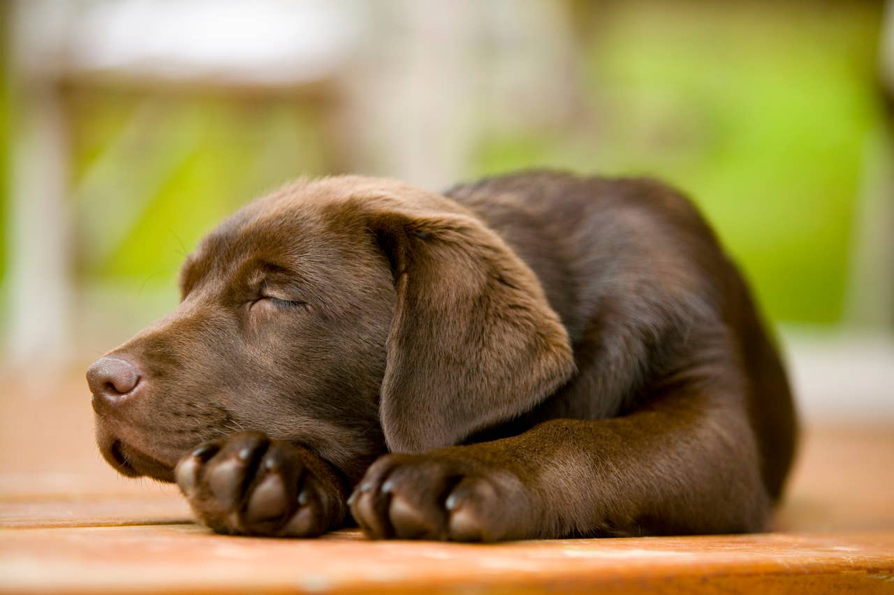 Sleepy Lab 220+ Dog Names for Chocolate Labrador Retrievers - PetHelpful