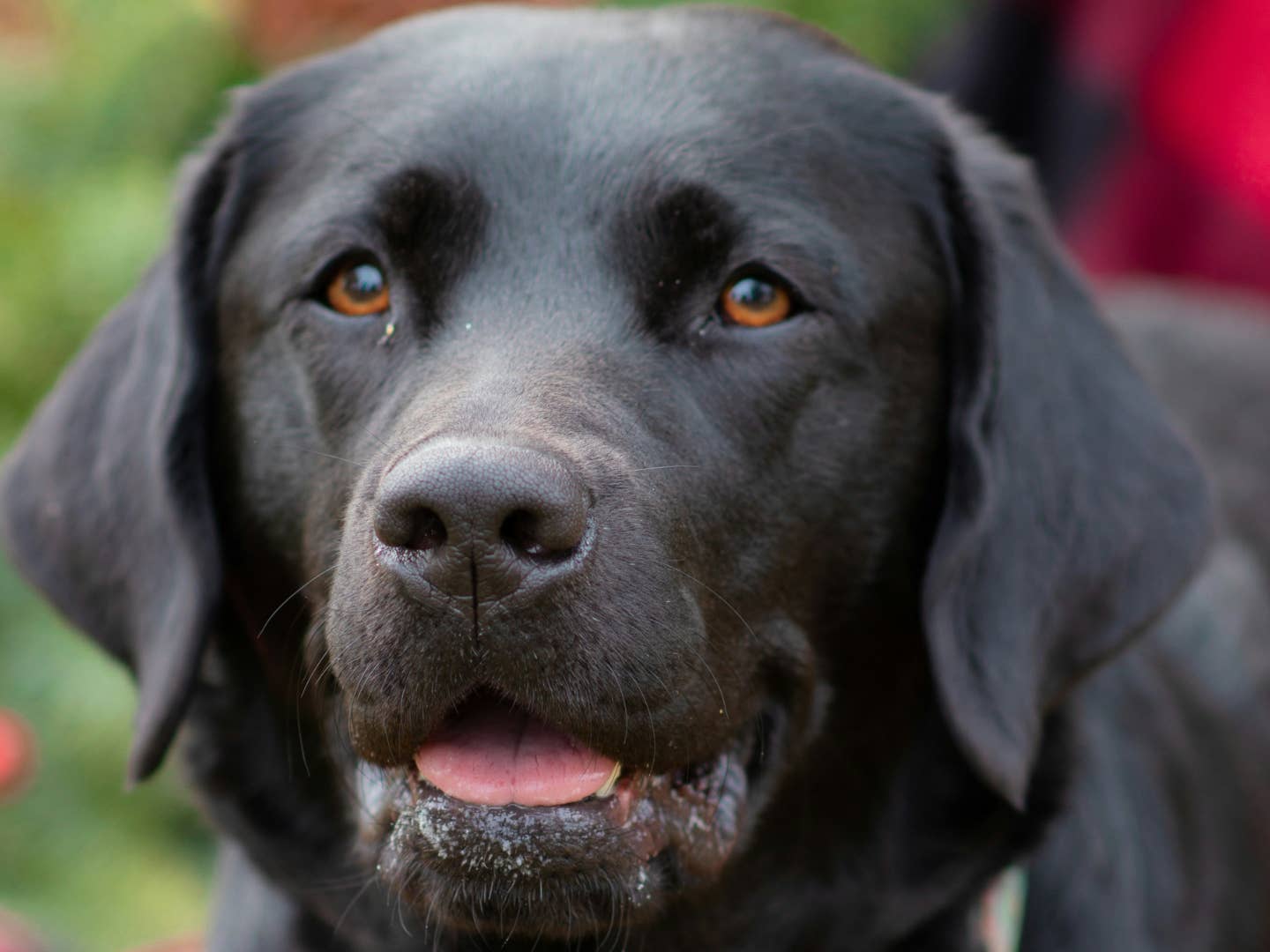 Clumsy Black Lab 'Retrieving' Has Everybody Cracking Up - PetHelpful