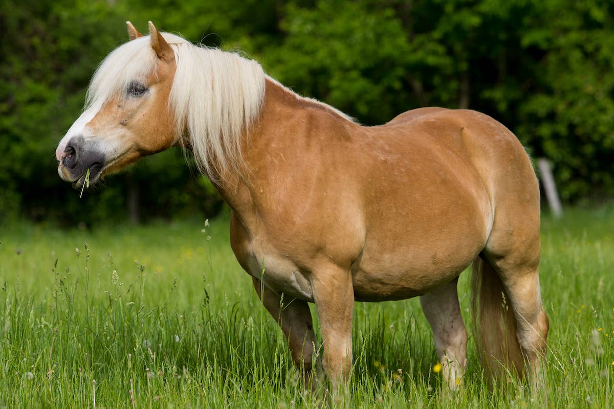 Miniature Horse - PetHelpful