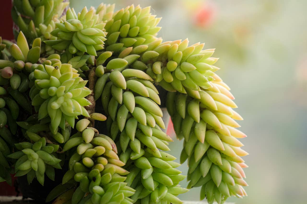 Pet-Friendly Succulents: 10 Safe Choices for Cats and Dogs - PetHelpful