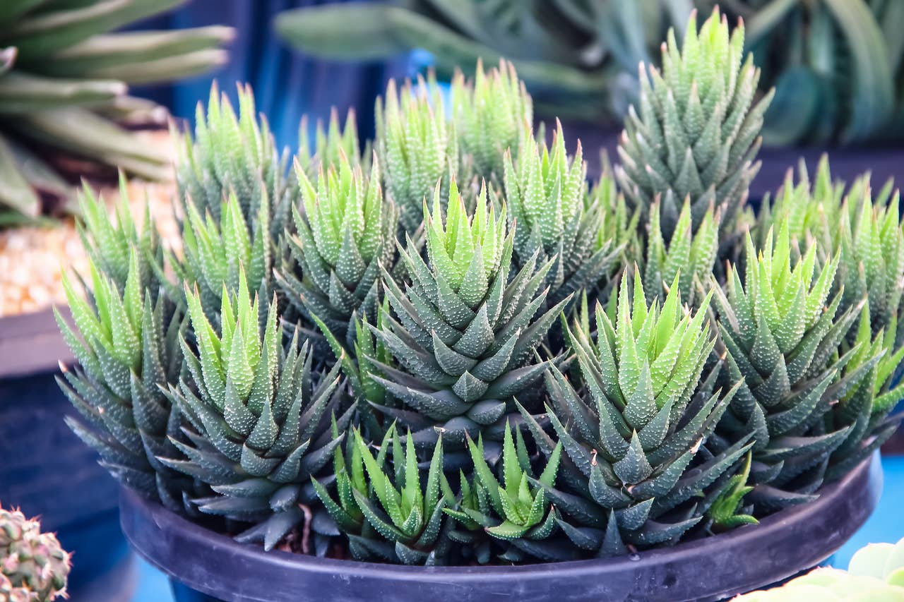Pet-Friendly Succulents: 10 Safe Choices for Cats and Dogs - PetHelpful
