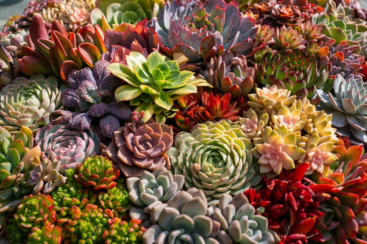 Pet-Friendly Succulents: 10 Safe Choices for Cats and Dogs - PetHelpful