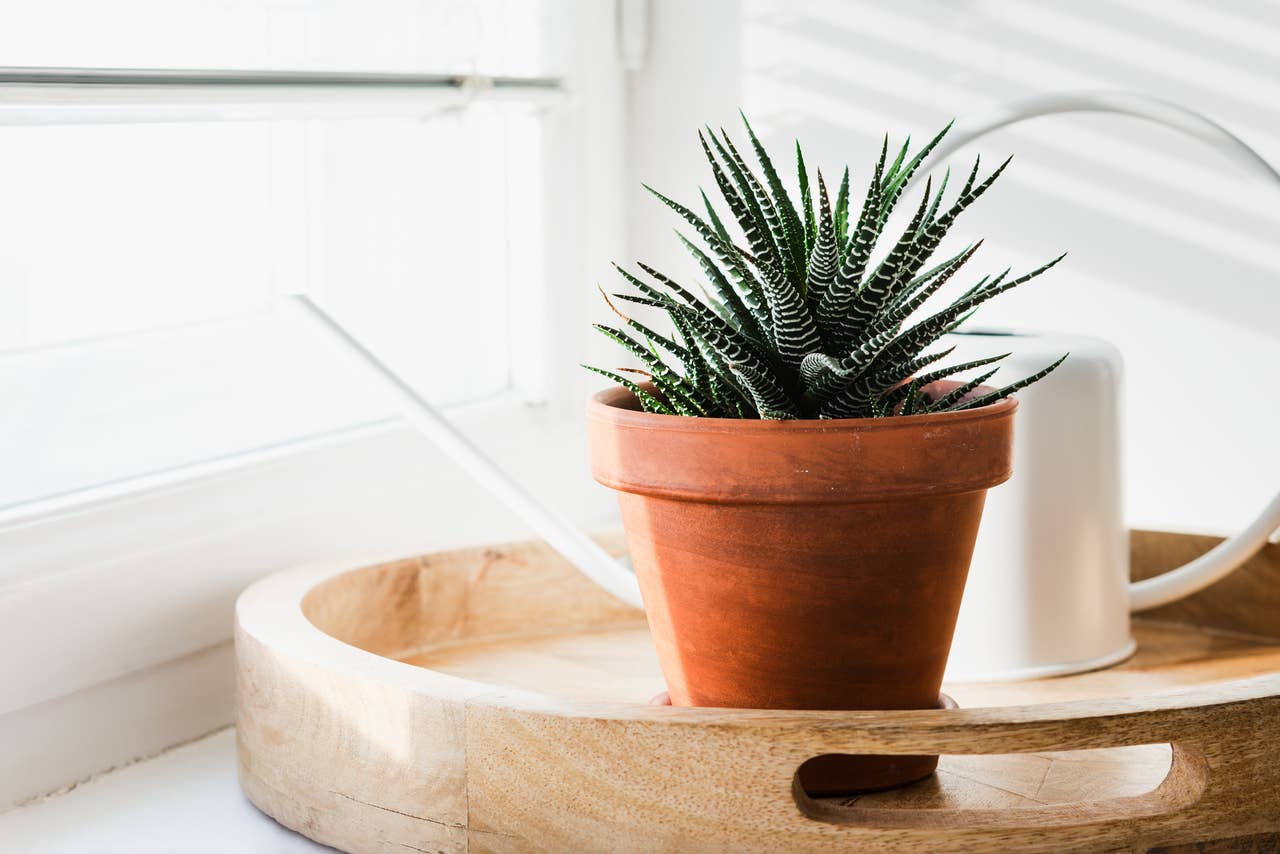 Pet-Friendly Succulents: 10 Safe Choices for Cats and Dogs - PetHelpful