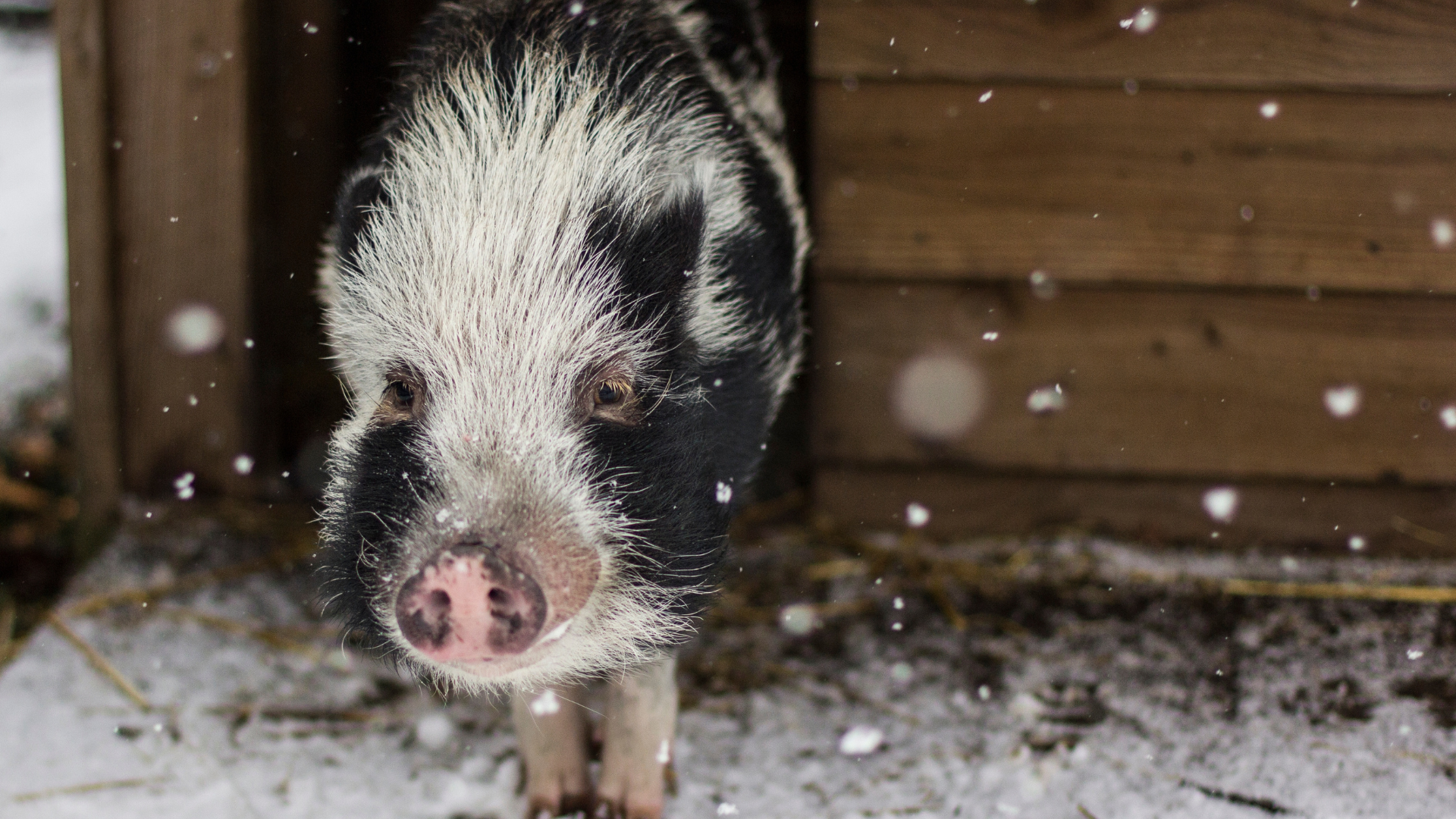 Piglets Forming Adorable ‘Piggy Train’ in the Snow Is Too Cute for ...