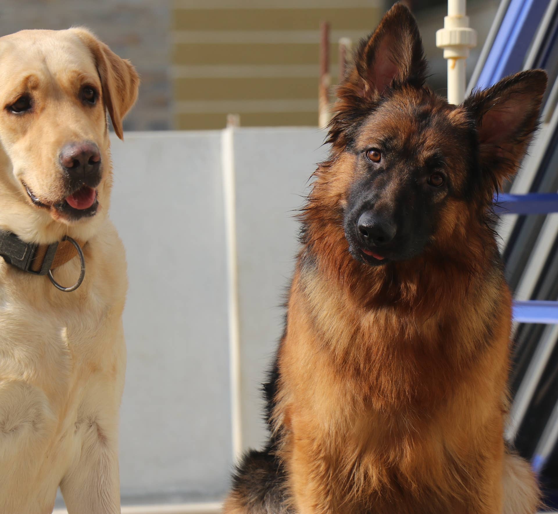 Scared Golden Lab Labrador Was Too Scared To Get Her Toy, So Her German Shepherd Sister ...