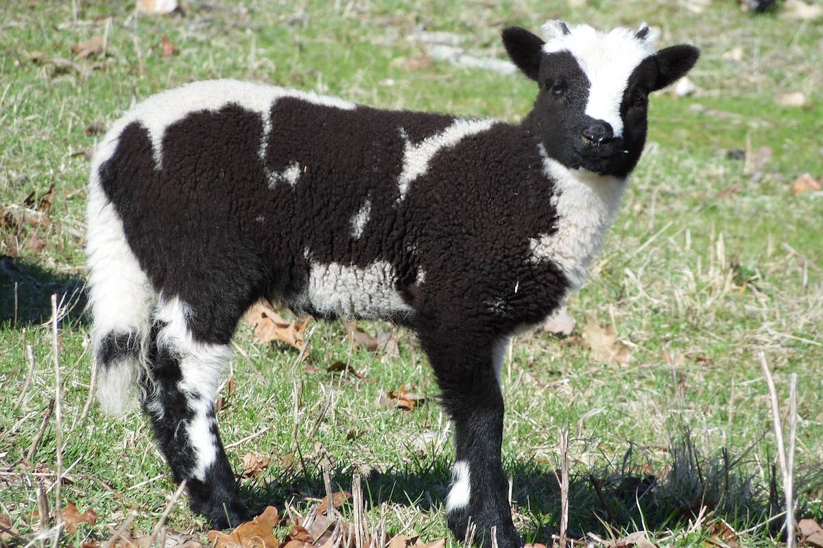Neighborhood Sheep Showing Off Their Tiny Baby to the Neighbors