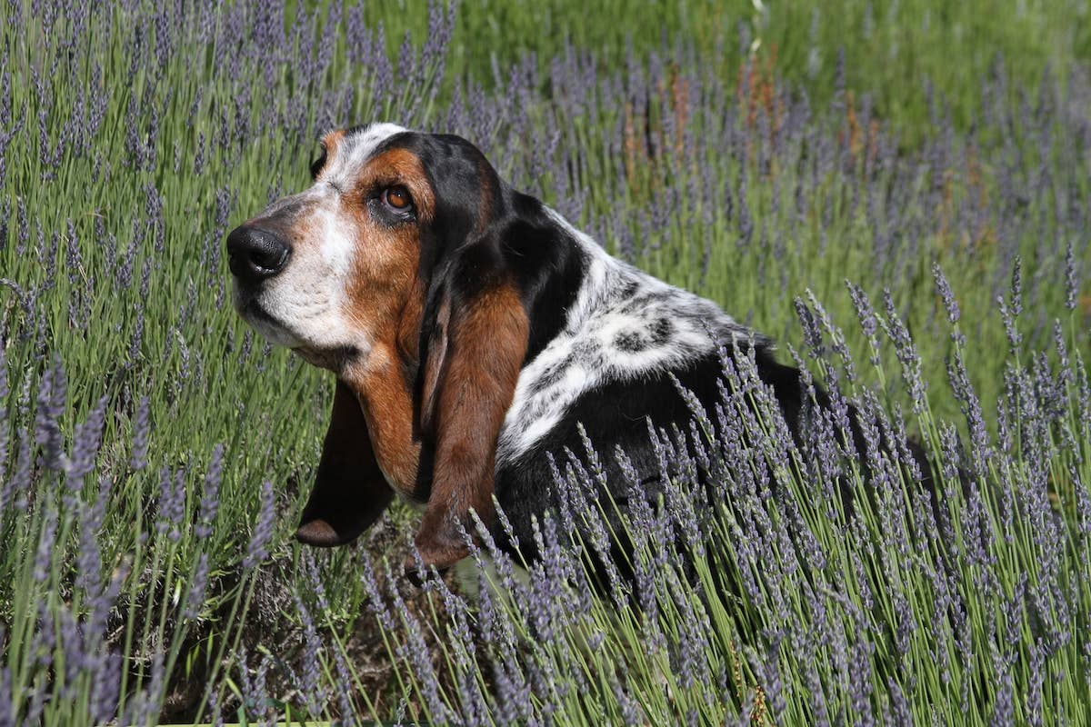 Absolute Unit' of a Basset Hound Shows up at Doggy Day Care and
