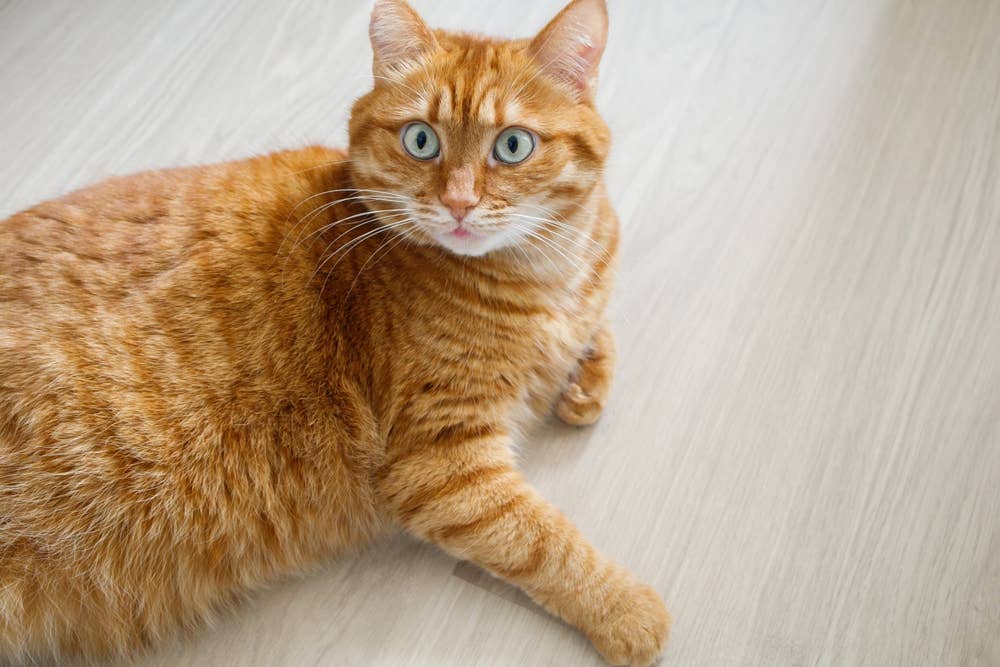surprised-orange-cat-laying-on