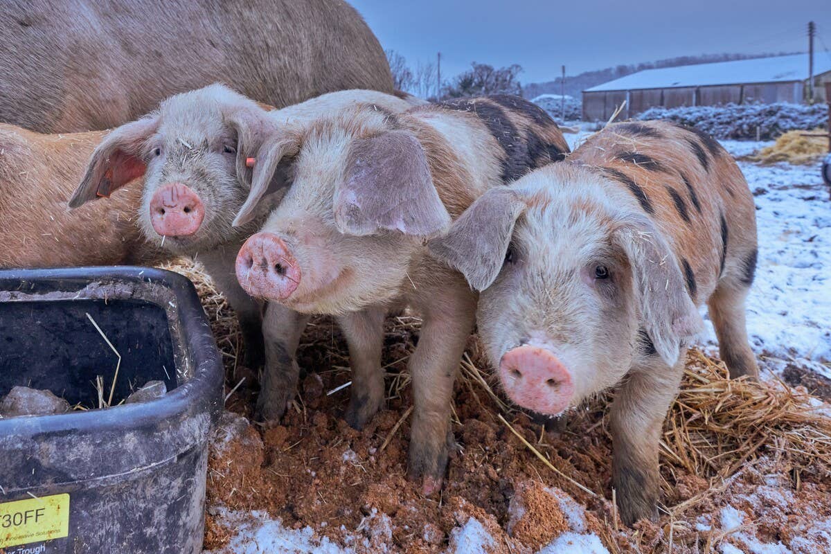 February Pigs Pigs With ‘Side Hustle as Santa’s Reindeer’ Are the Ultimate Holiday ...
