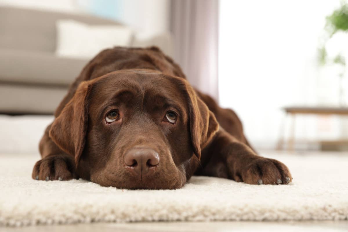 Labrador’s Reaction to Not Getting a Christmas Gift Is Giving Us All ...