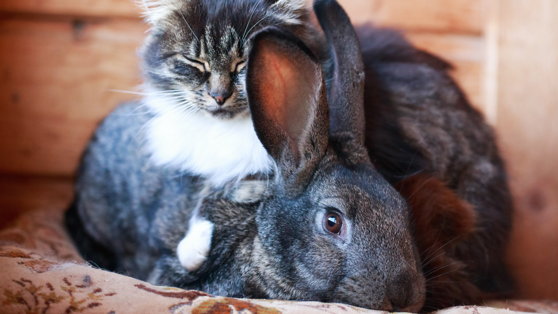 Cat and Bunny Siblings' Special Bond Will Instantly Warm Your Heart ...