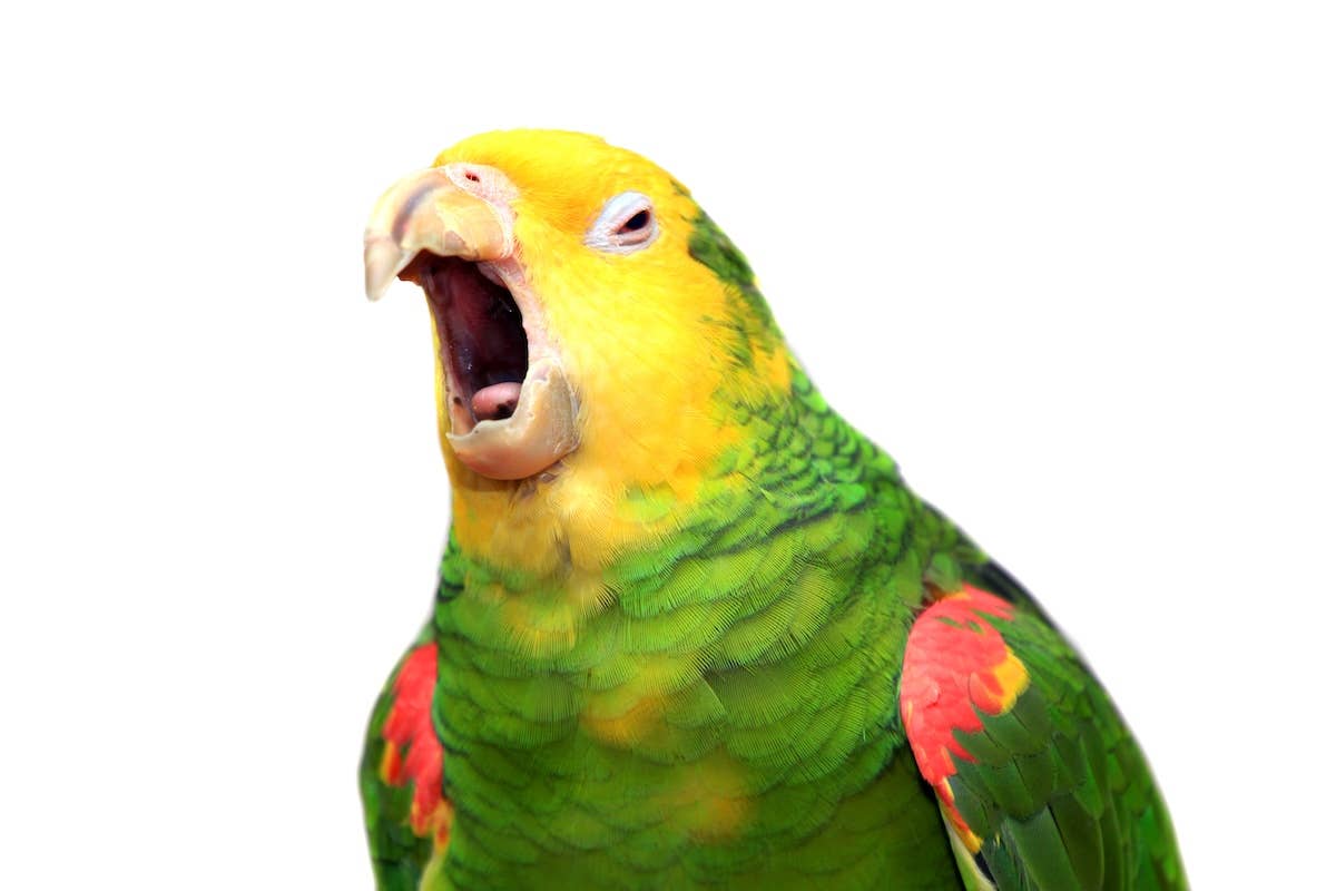 Shih-Tzu and Parrot Singing Make the Perfect 'Chaotic Duo' and We're ...