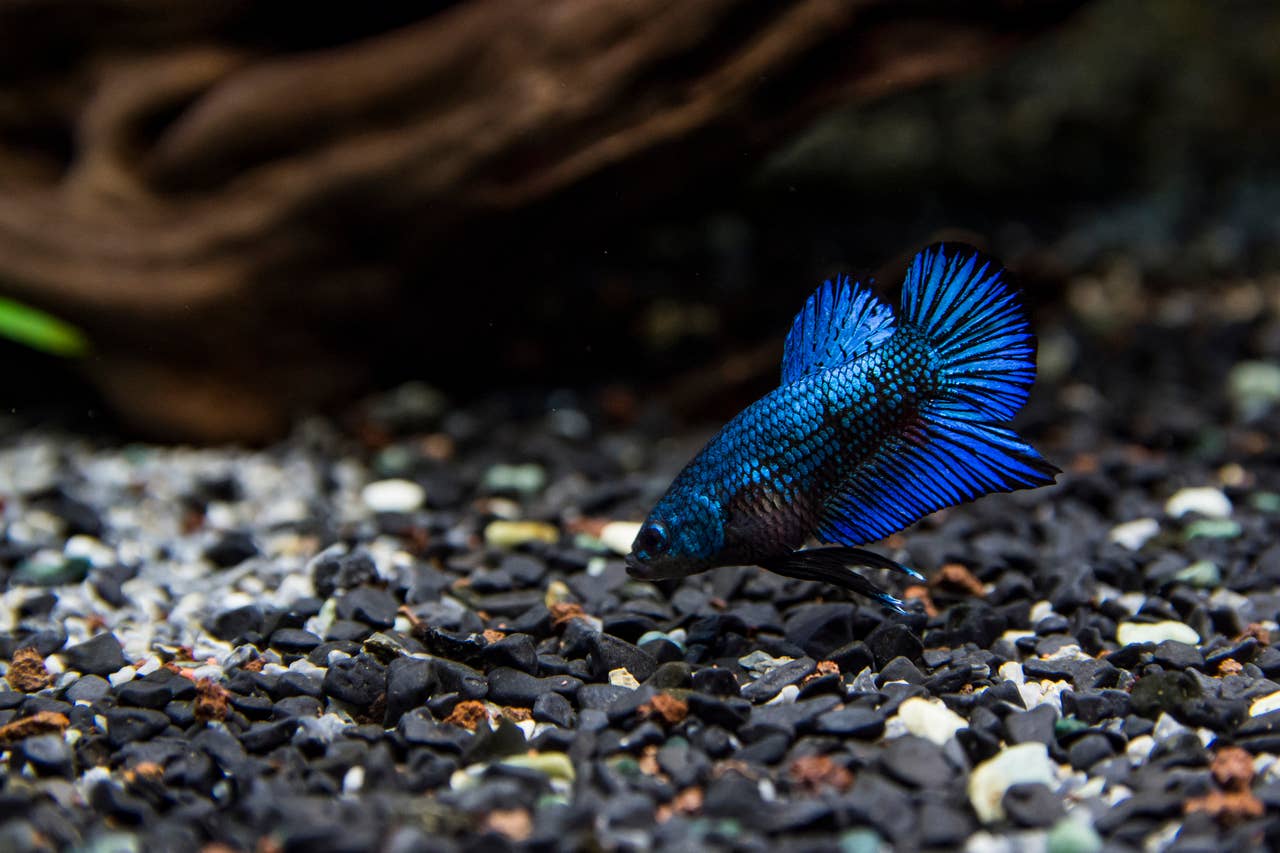 Top Betta Fish Questions Answered: Care, Behavior and Health - PetHelpful