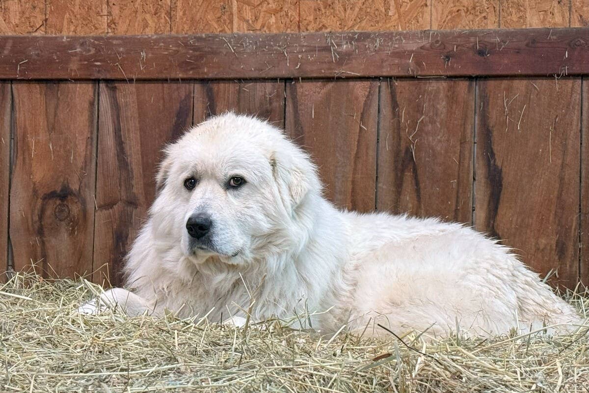 Farm Dogs Hiding From the Cold in the Hay Feeder Are a Total Vibe ...