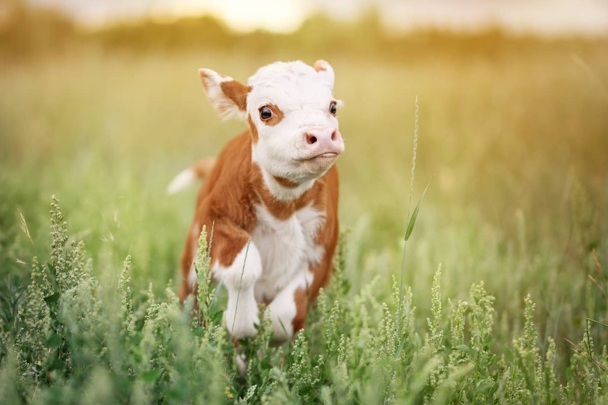 Cow Making Sure Human Mom 'Has Parenting Figured Out' Is Too Cute to ...