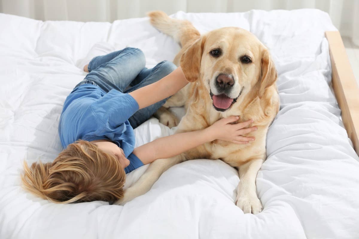 Golden Retriever Sweetly Wakes up His Tiny Humans Each Morning, and We ...