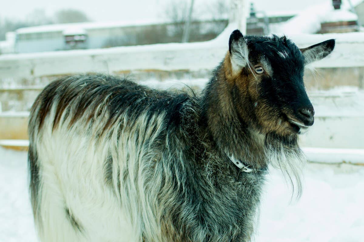 Tiny Goat Helps Dad Fix Lawnmower and Becomes ‘Employee of the Month ...