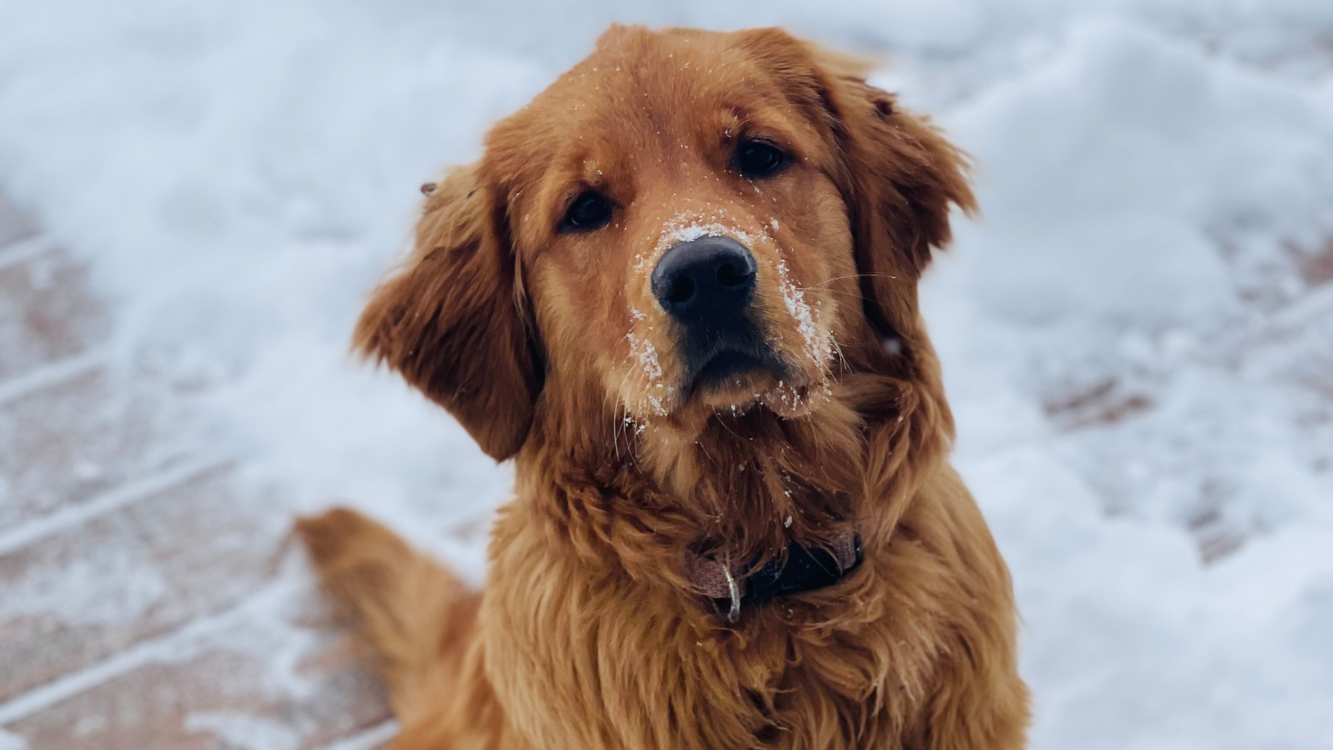 Golden Retriever's Face Over Not Wanting to Walk in the Cold Is Too
