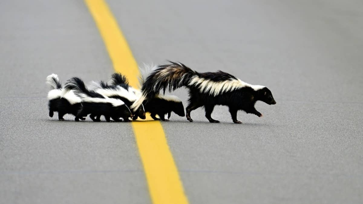 skunk
