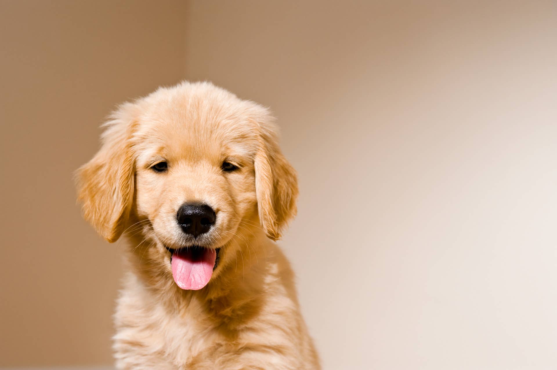 Golden Retriever Puppy's Precious Beef With Door Stopper Brings