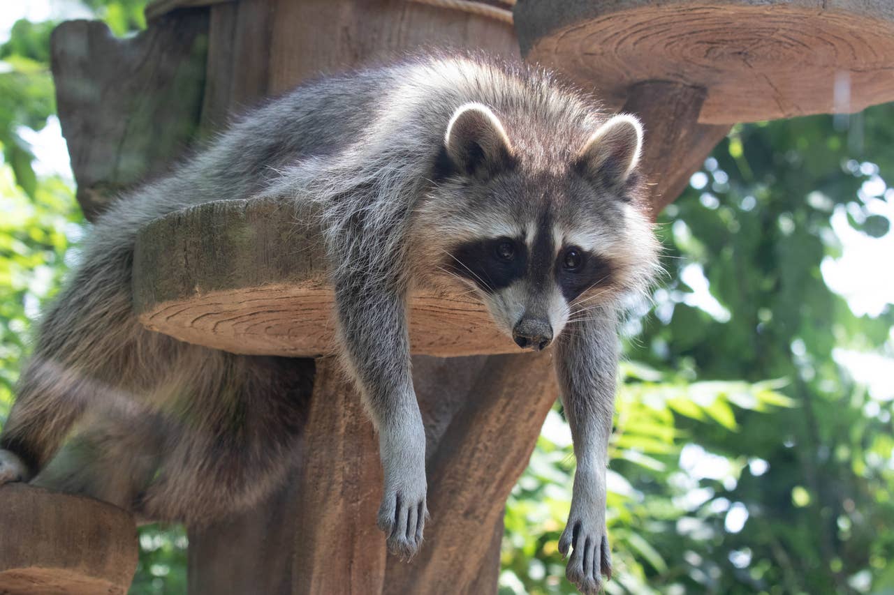 200+ Raccoon Names – Fun, Unique & Cute Ideas - PetHelpful