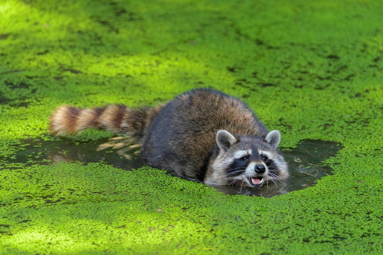 200+ Raccoon Names – Fun, Unique & Cute Ideas - PetHelpful