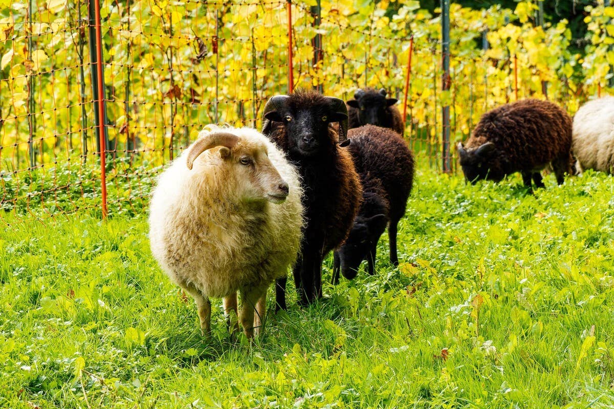 Precious Sheep Prancing Around the Farm Without a Care in the World Is ...