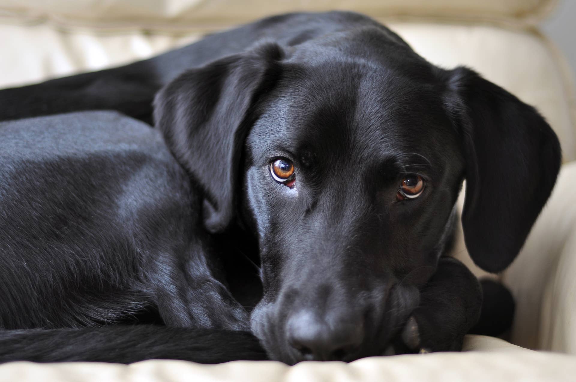 This Dog Refuses to Let His Human Be Productive Alone - PetHelpful