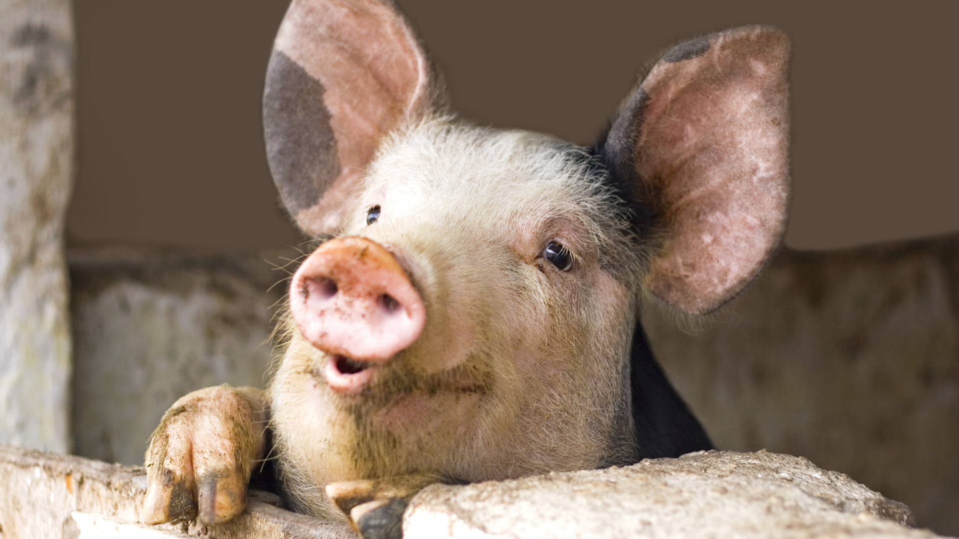 Lonely Pig Getting Up to Cuddle Chicken in the Middle of the Night Will ...