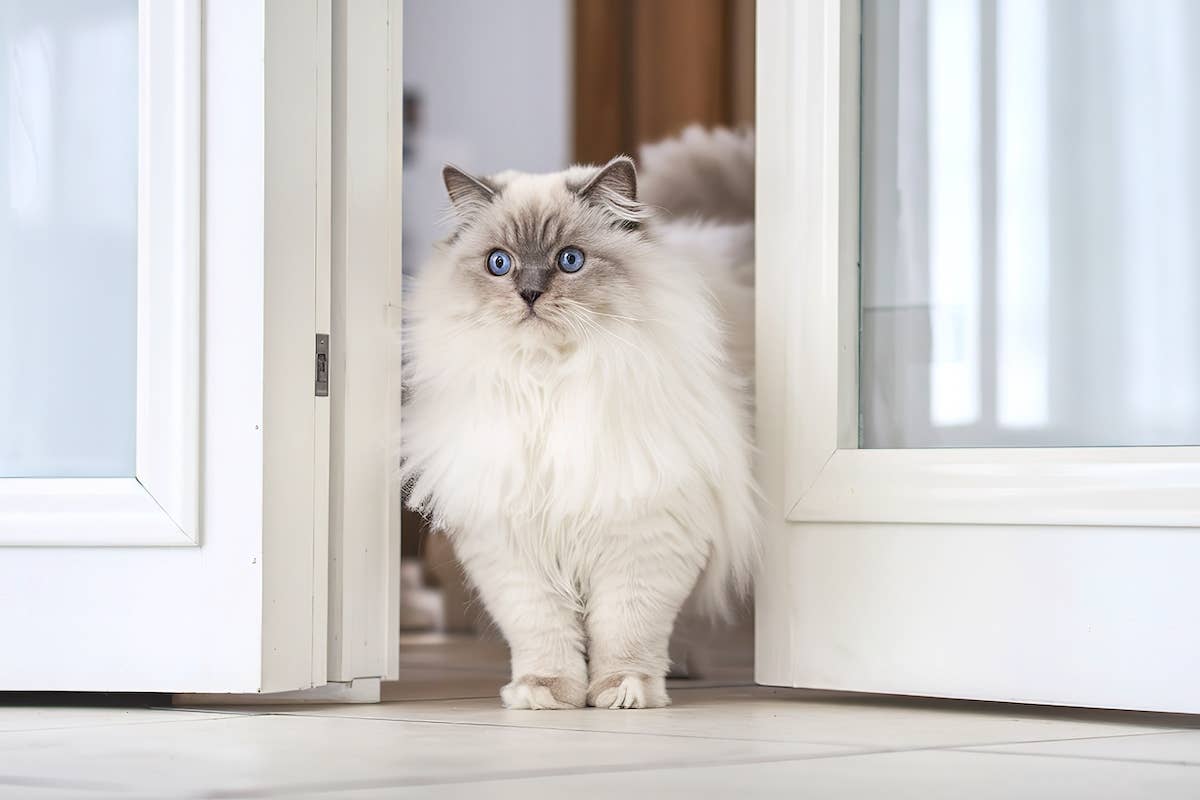 Ragdoll Cat PetHelpful ragdoll-cat-pethelpful