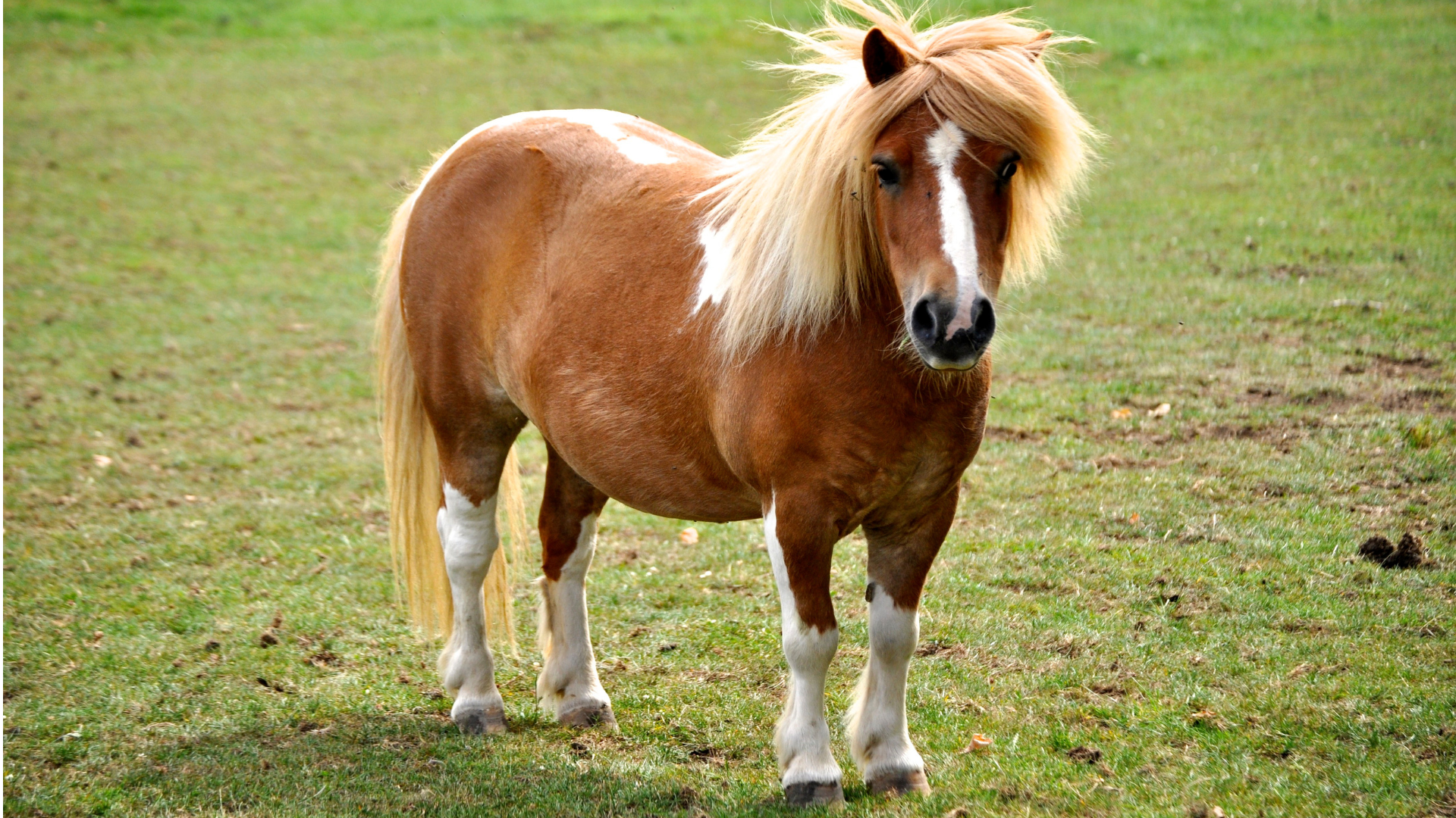 mini-horse.png