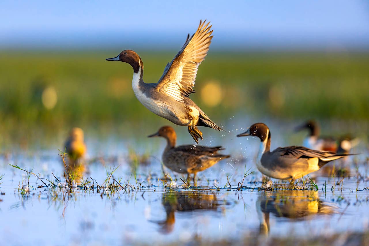 How to Make Friends With Ducks and Make Them Like You - PetHelpful