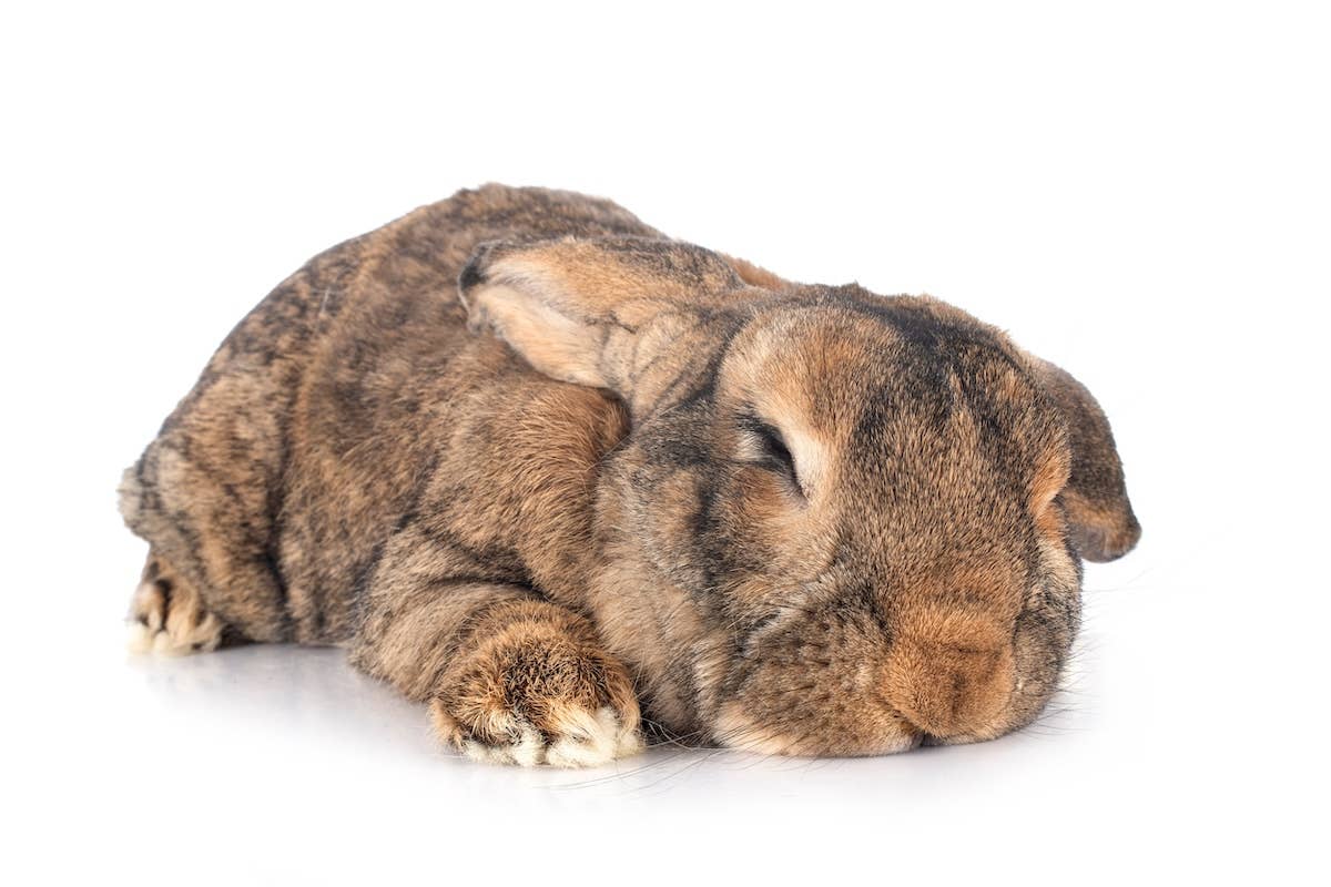 We're So Jealous of This Giant Rabbit who 'Never Worked a Day in Her ...