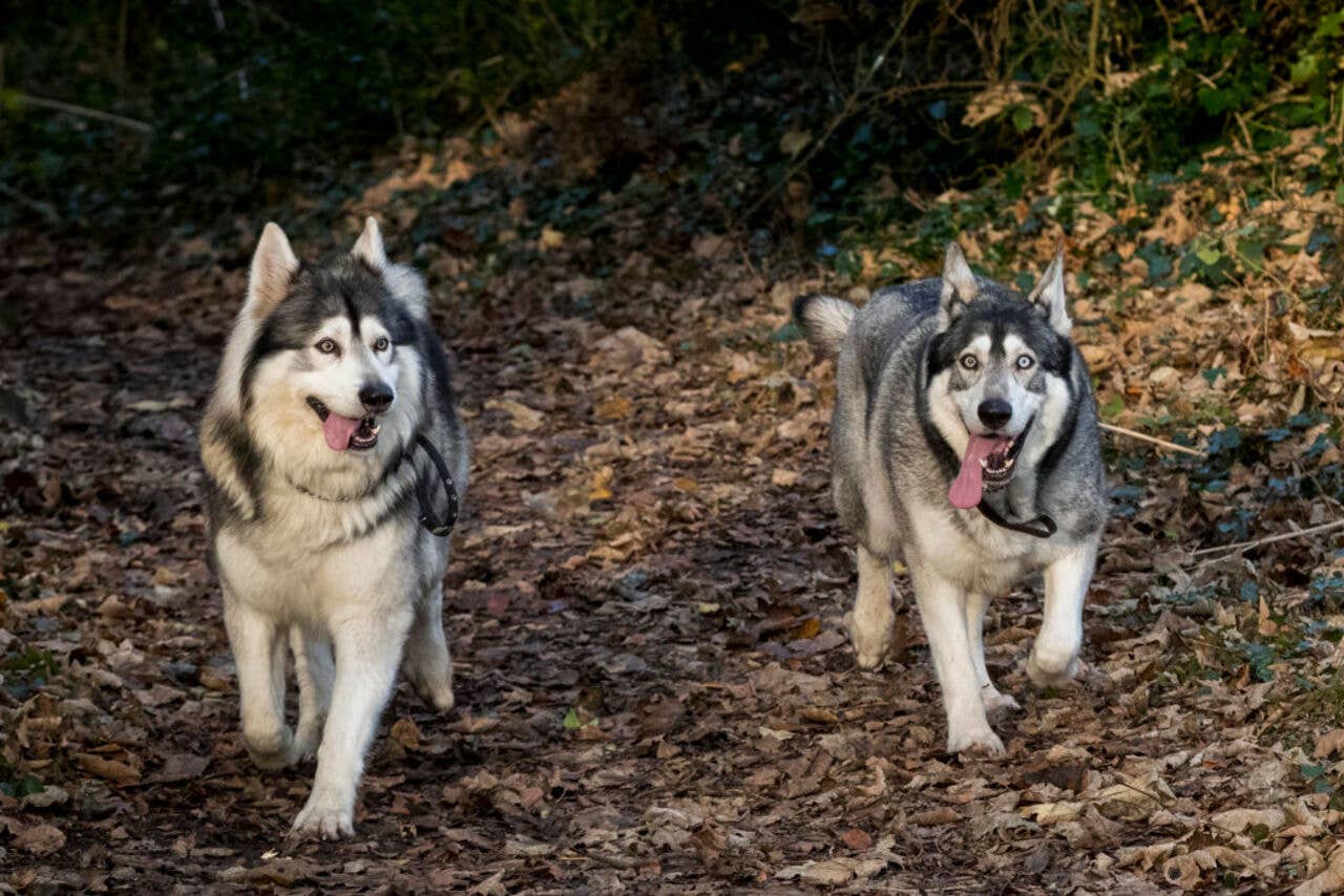 10 Dog Breeds Similar to German Shepherds, Say Vets - PetHelpful