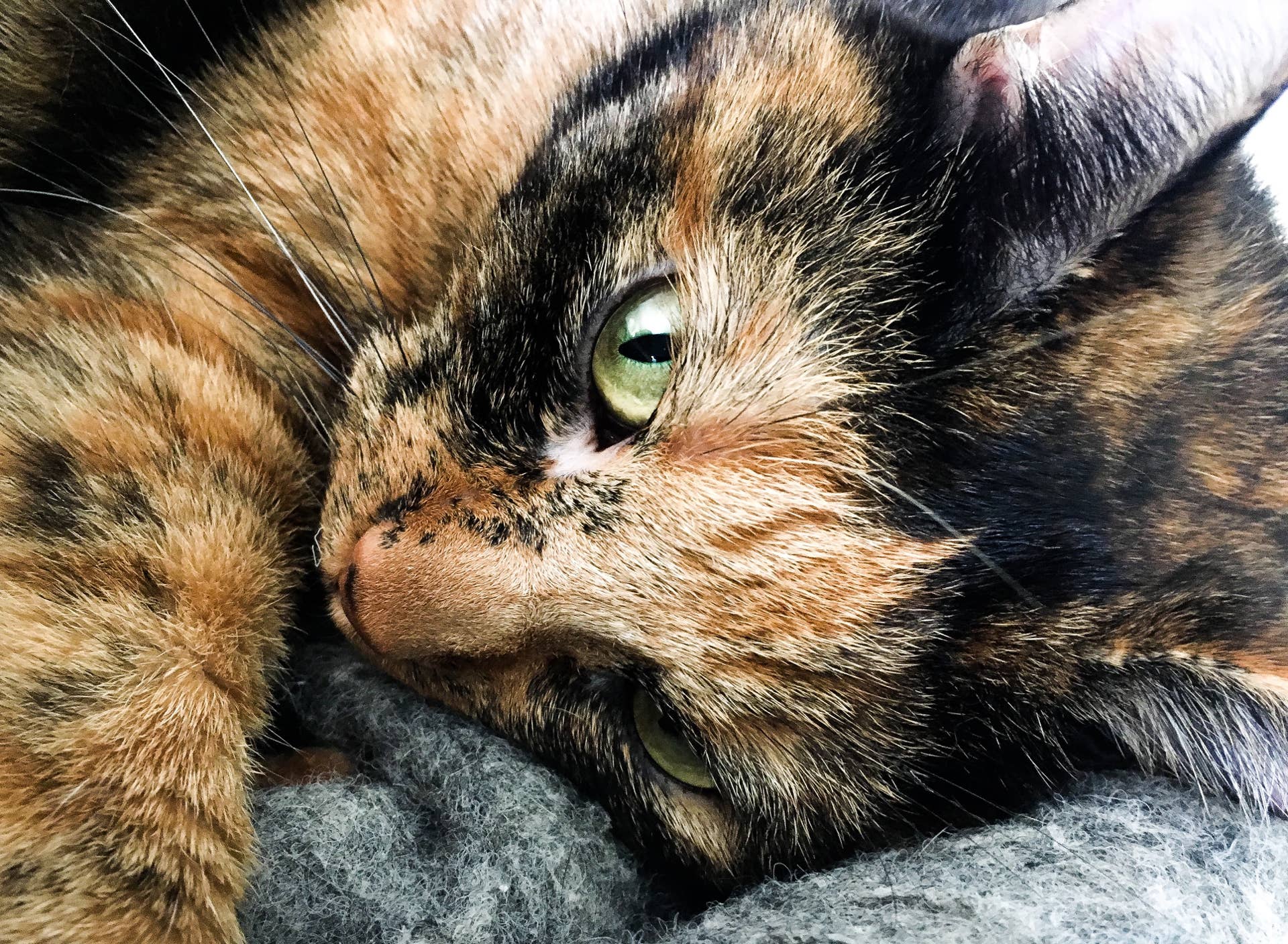 Tortoiseshell Mom Cat Has Tiny Surprise Hidden Inside Drawer - PetHelpful