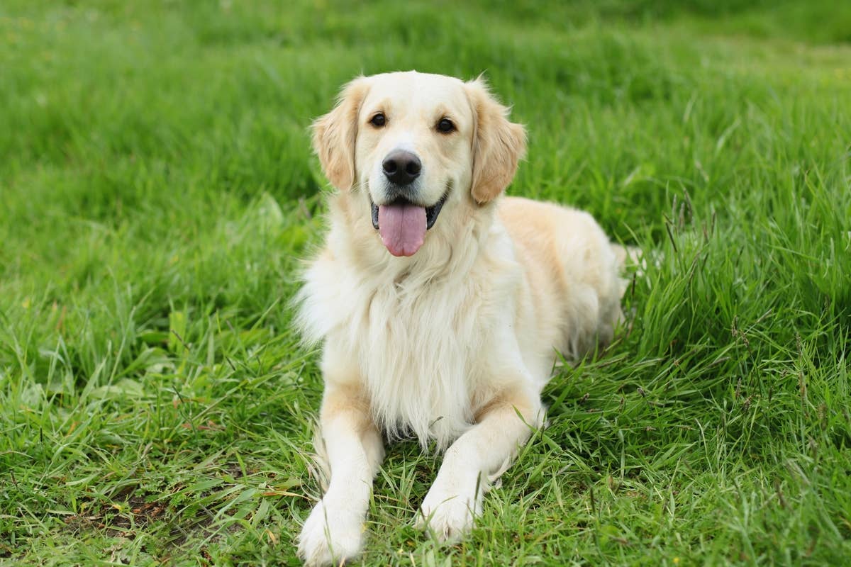 Golden Retriever Decides Newborn Is 'Her Baby Too' and We Can't Handle the  Sweetness - PetHelpful