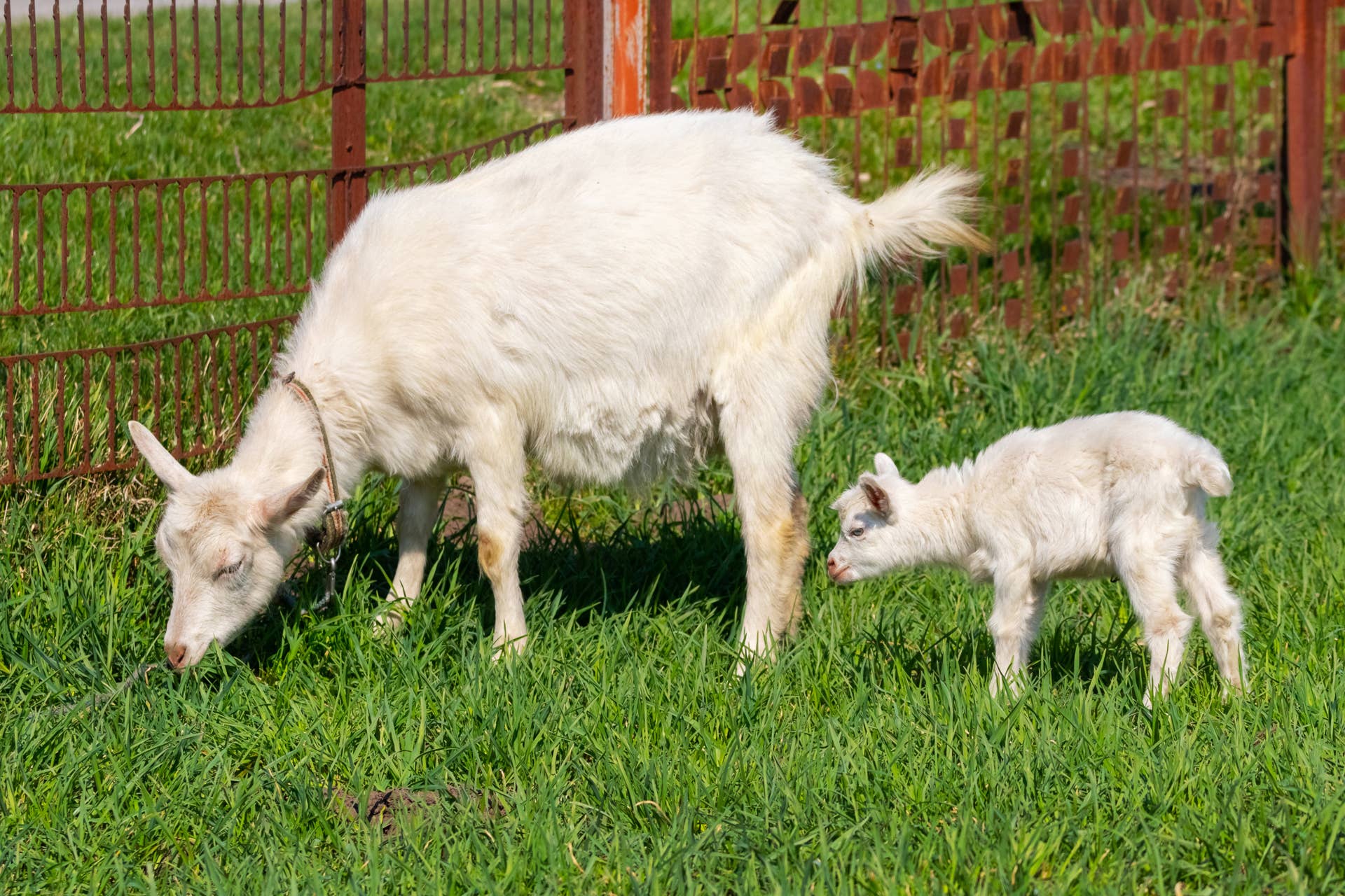 Mama Goat Calls For Her 'Missing' Baby Who's Hiding Right Under Her ...