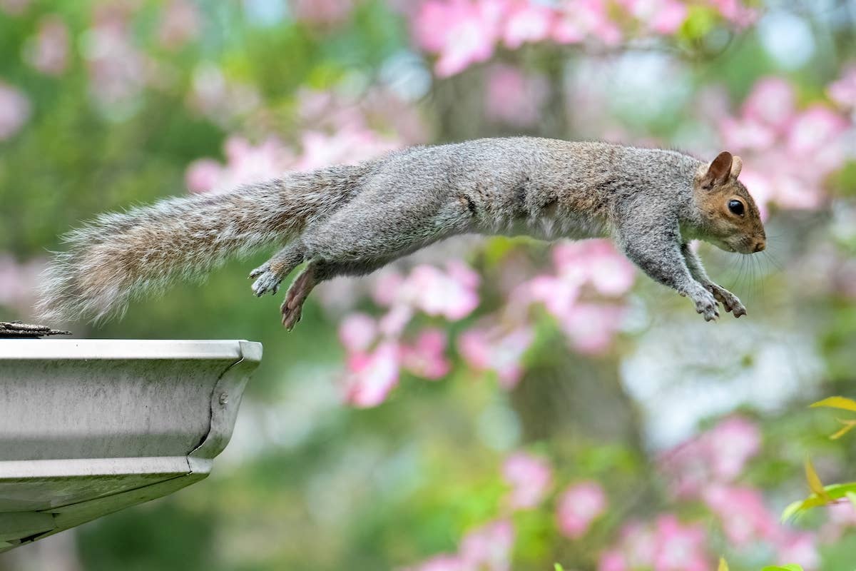 Vet Techs' Priceless Attempt to Catch a Chaotic Squirrel Has Everyone ...