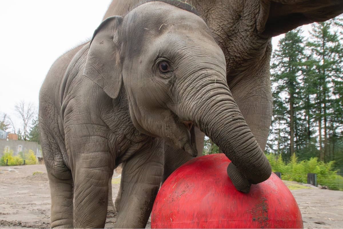 Baby Elephant Plays With a Giant Red Ball for 'Tiny Trunk Tuesday ...