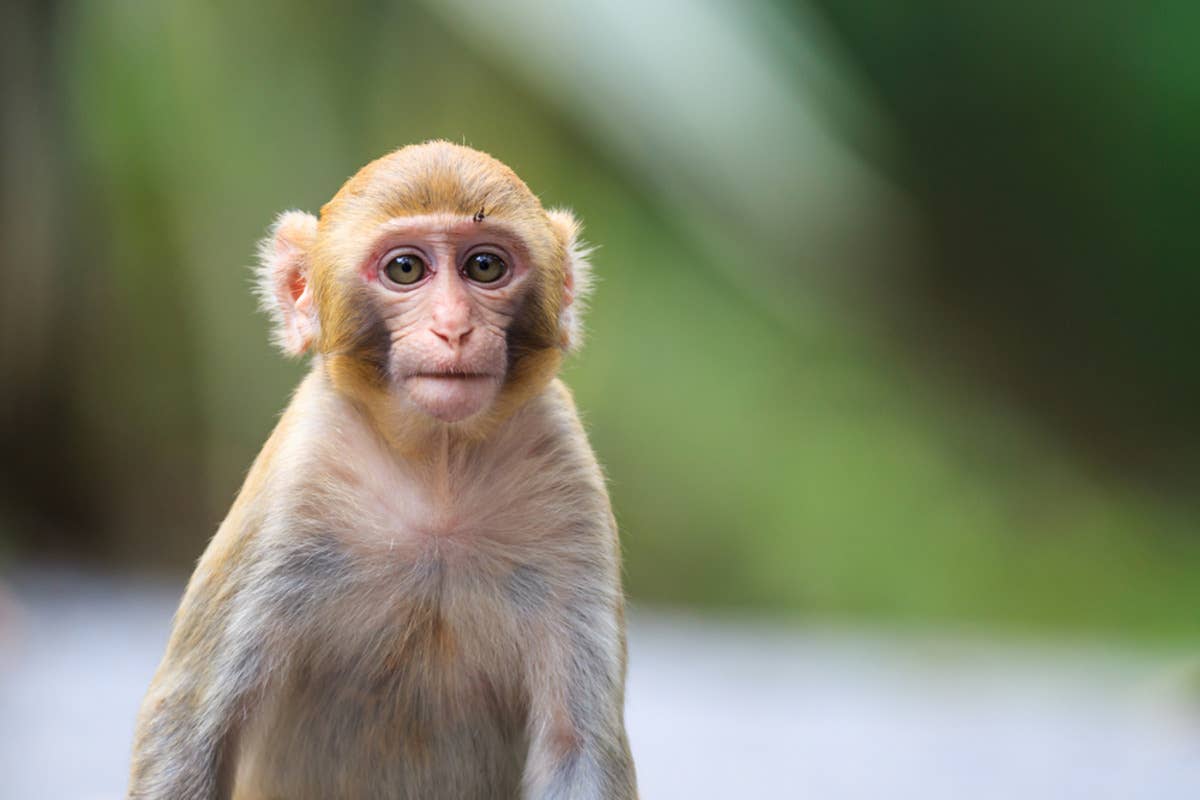 Punch the Baby Monkey’s Human Bestie Breaks Zoo Rules for Him, and the ...