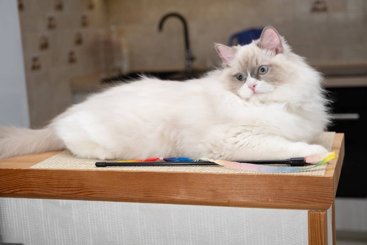 Ragdoll Cat PetHelpful ragdoll-cat-pethelpful