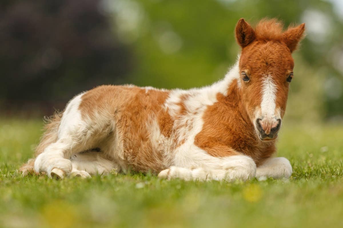 Baby Horse Adorably Demands Human Dad Cuddle Her in Cute Video - PetHelpful