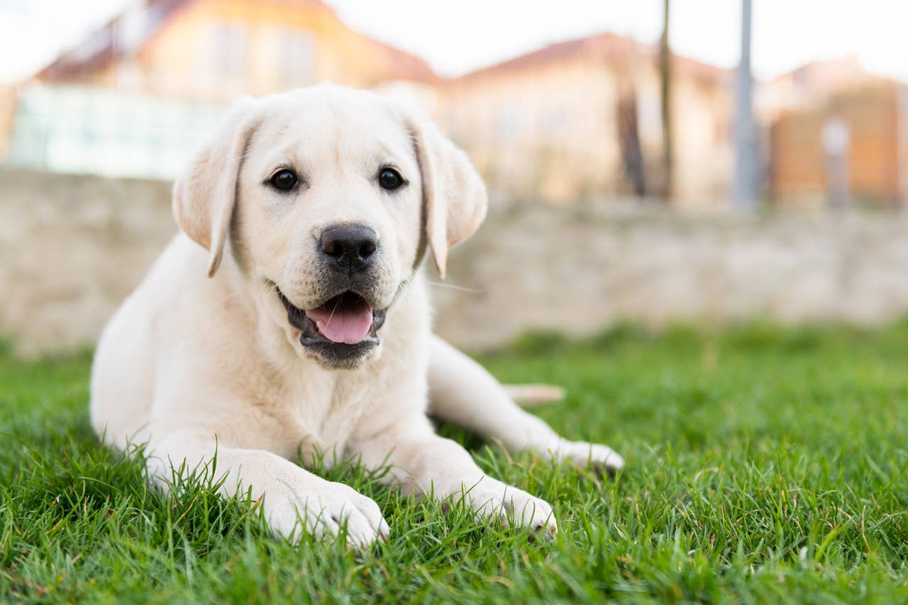 200+ Yellow Labrador Retriever Names That Are Golden - PetHelpful
